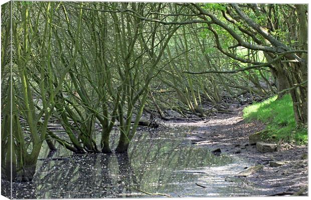 Woodland Pond Canvas Print by Tony Murtagh