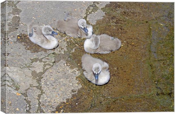 Cygnets Canvas Print by Tony Murtagh