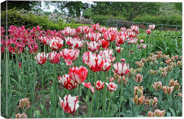 Red and White Tulips Canvas Print by Tony Murtagh