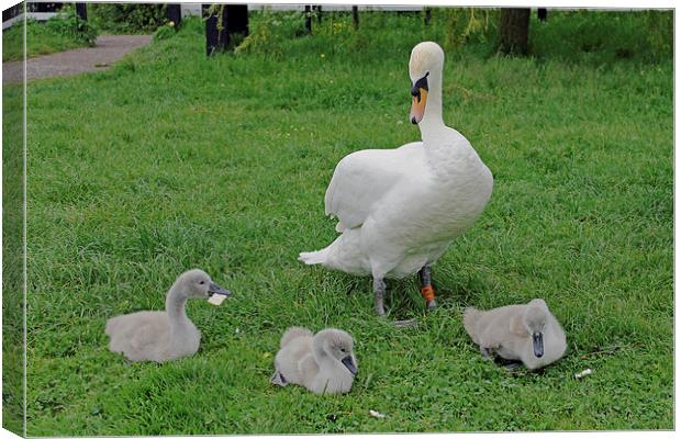Mute Swan with Cygnets Canvas Print by Tony Murtagh