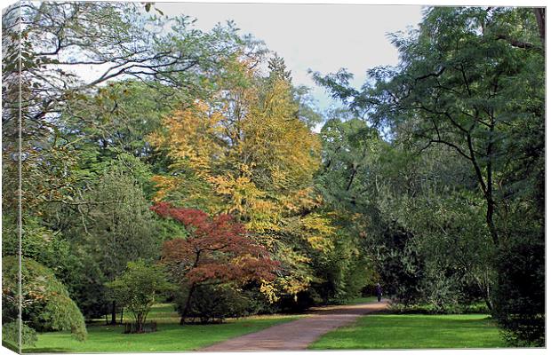 Walk in the Woods   Canvas Print by Tony Murtagh