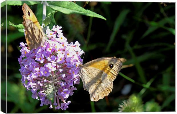 Meadow Brown butterfly   Canvas Print by Tony Murtagh