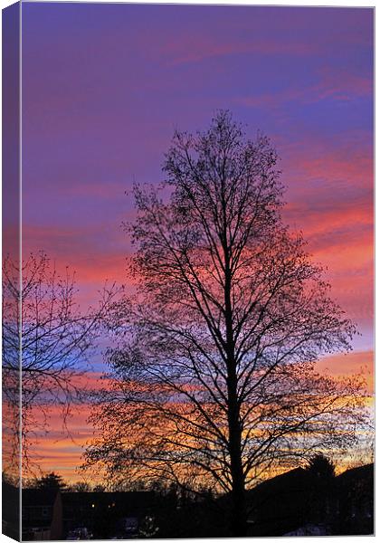Silhouette of Tree Canvas Print by Tony Murtagh