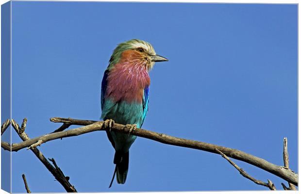  Lilac Breasted Roller Canvas Print by Tony Murtagh