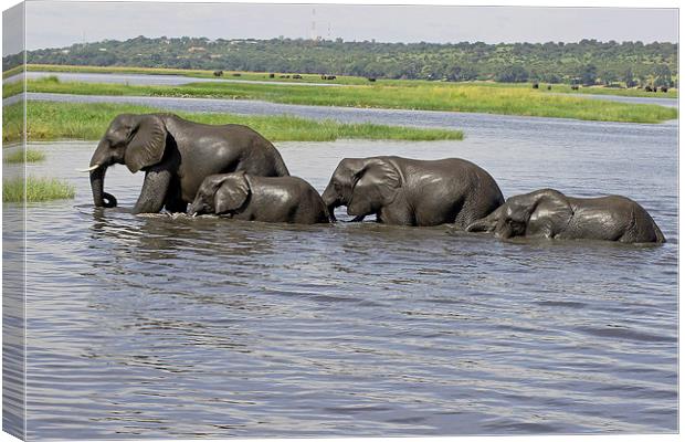  Elephants Crossing Chobe River  Canvas Print by Tony Murtagh
