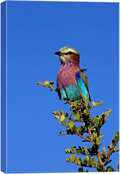  Lilac Breasted Roller Canvas Print by Tony Murtagh