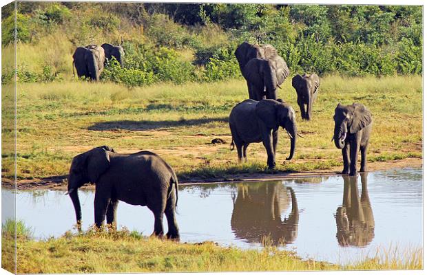 Elephants at Ivory Lodge  Canvas Print by Tony Murtagh