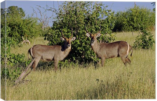 Waterbuck Pair Canvas Print by Tony Murtagh