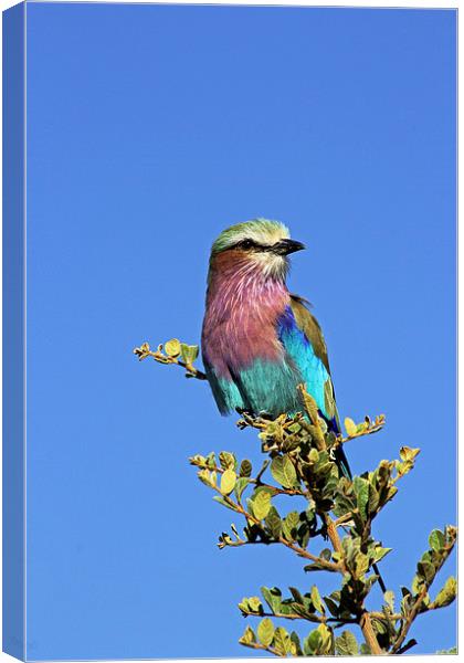 Lilac Breasted Roller Canvas Print by Tony Murtagh