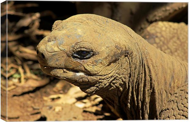  Seychelles Tortoise Canvas Print by Tony Murtagh