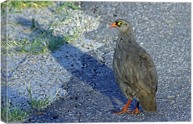 Red-billed spurfowl   Canvas Print by Tony Murtagh