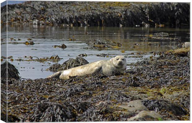 Harbour Seal Canvas Print by Tony Murtagh