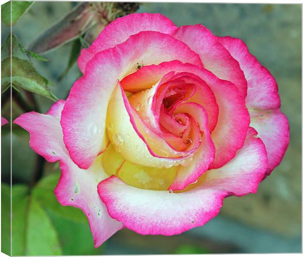 Garden Rose  Canvas Print by Tony Murtagh