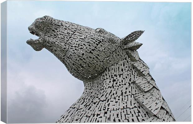 A Kelpie    Canvas Print by Tony Murtagh