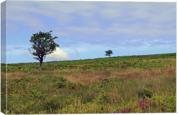 Trees on Dunkery Hill Canvas Print by Tony Murtagh