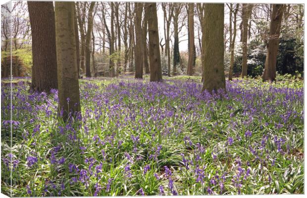 Bluebell Woods  Canvas Print by Tony Murtagh
