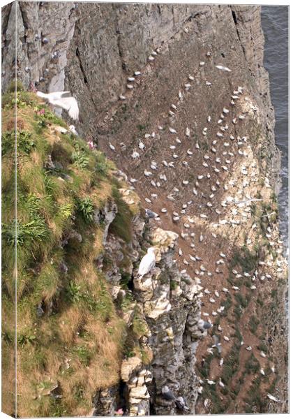 Bempton Cliffs Canvas Print by Tony Murtagh