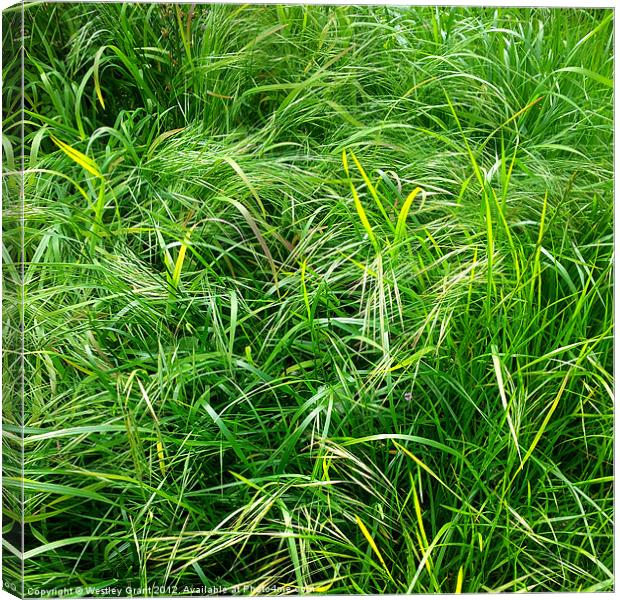 Crazy Grass Canvas Print by Westley Grant