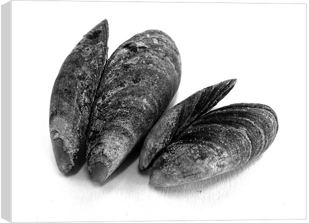 Tonal mussels Canvas Print by Westley Grant
