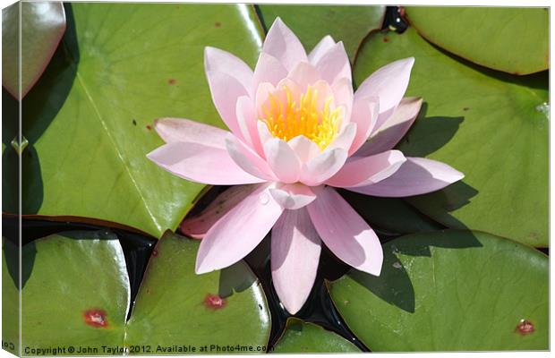 Water Lily Canvas Print by John Taylor