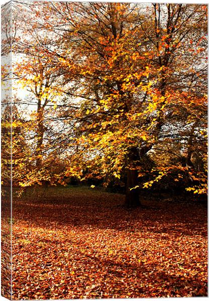 Autumn Woods Canvas Print by John Taylor
