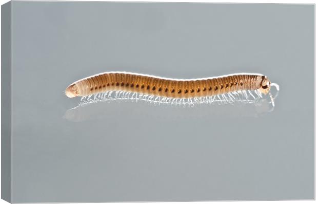MILLIPEDE STUDIO Cylindroiulus punctatus UK Canvas Print by Andy Smy