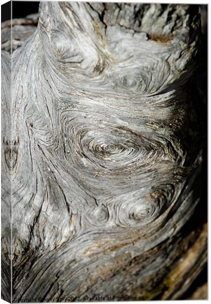 WOODEN FINGERPRINT eddies in the grain of an old log like whorls on a finger Canvas Print by Andy Smy