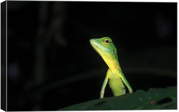 Green Crested Lizard Canvas Print by Michal Cerny