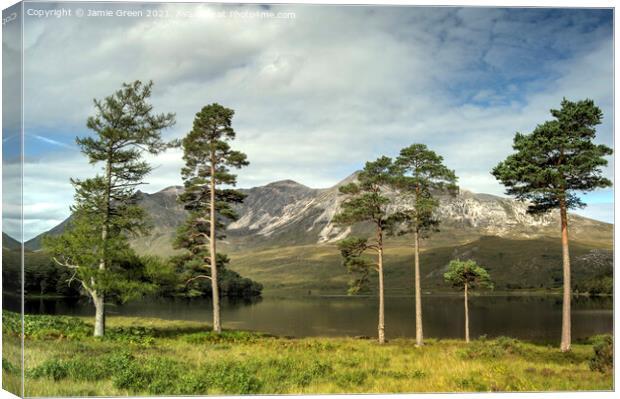 The Pines of Loch Clair Canvas Print by Jamie Green