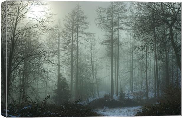 The Woods In Winter Canvas Print by Jamie Green