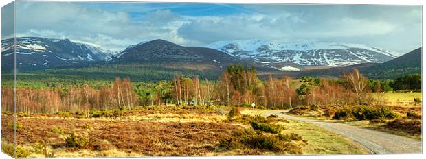 Spring In The Cairngorms Canvas Print by Jamie Green