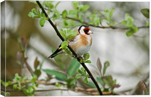 Goldfinch Canvas Print by Jamie Green