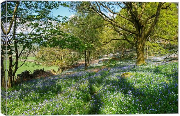 The Bluebell Wood Canvas Print by Jamie Green