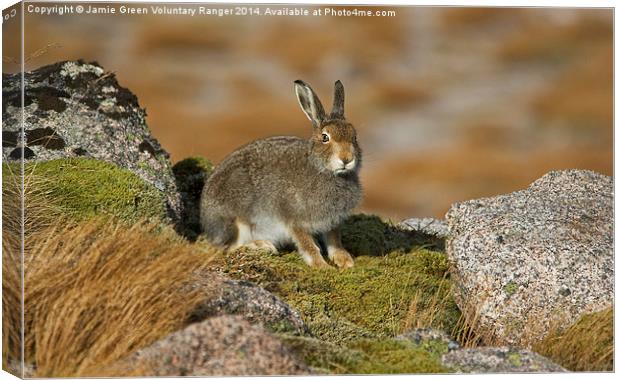  Mountain Hare Canvas Print by Jamie Green