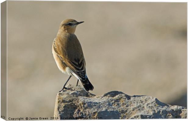 Northern Wheatear Canvas Print by Jamie Green