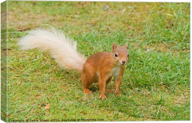 Red Squirrel Canvas Print by Jamie Green