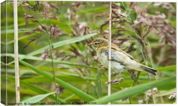 Chiffchaff Canvas Print by Jamie Green