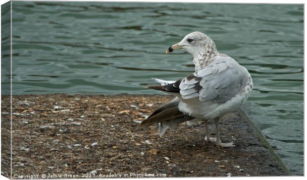 Ring-billed Gull Canvas Print by Jamie Green