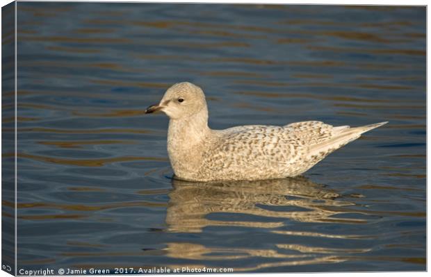 Iceland Gull Canvas Print by Jamie Green