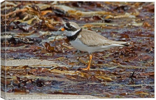 Ringed Plover Canvas Print by Jamie Green