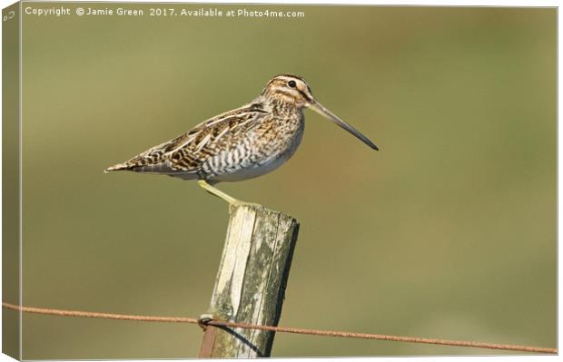 Snipe On A Post Canvas Print by Jamie Green