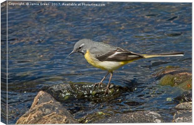 Grey Wagtail Canvas Print by Jamie Green