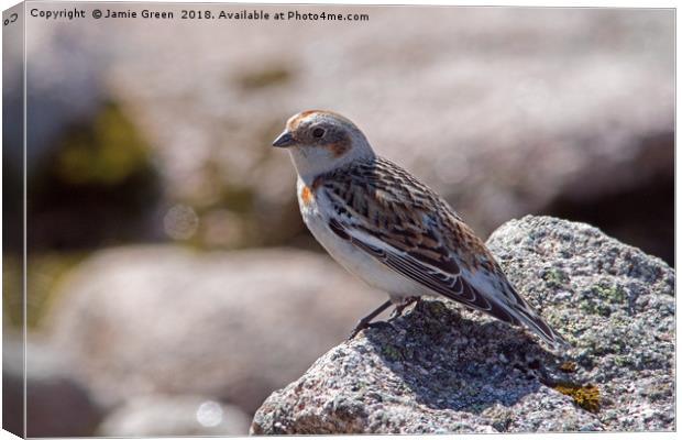 Female Snow Bunting Canvas Print by Jamie Green