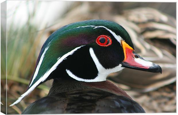 American wood duck Canvas Print by Castleton Photographic