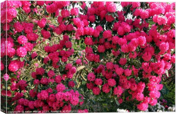 Pink Rhododendron Flowers  Canvas Print by Aidan Moran