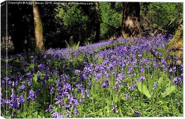  Forest Of Bluebells  Canvas Print by Aidan Moran