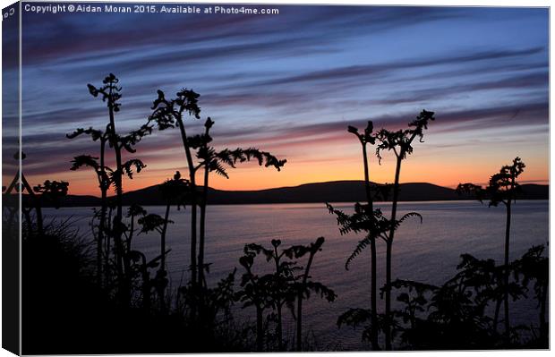  Fern Sunset  Canvas Print by Aidan Moran