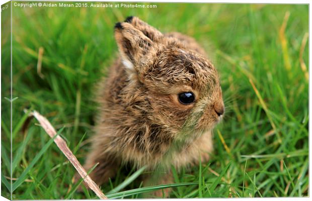  Leveret In The Grass  Canvas Print by Aidan Moran