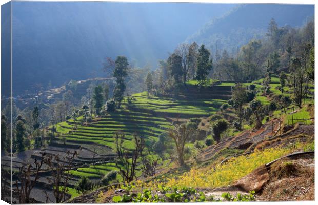 Himalayan Stepped Fields, Nepal  Canvas Print by Aidan Moran