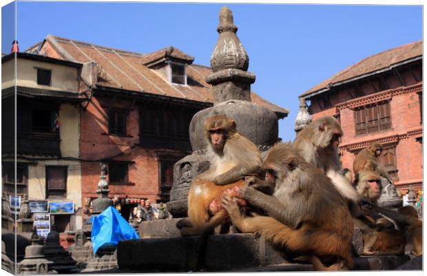 Monkeys At Swayambhunath Temple, Kathmandu  Canvas Print by Aidan Moran